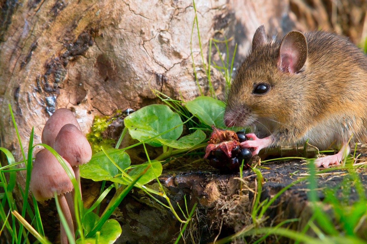 Apodemus sylvaticus, Wood Mouse